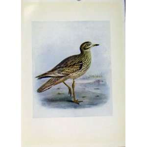   Birds Of Britain By Dresser Stone Curlew C1907 Color: Home & Kitchen