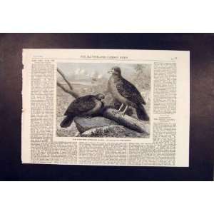  Bird Birds Rare Pigeon Tooth Billed Old Print 1864: Home 