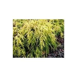   Fil. Aurea Nana   Sunproof Gold Thread Cypress Patio, Lawn & Garden