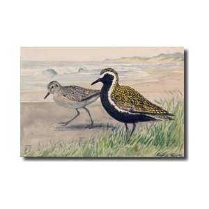  Two Golden Plovers In Winter And Summer Plumage Giclee 