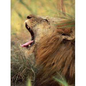  Close Up of a Male Lion Yawning, Mala Mala Game Reserve 