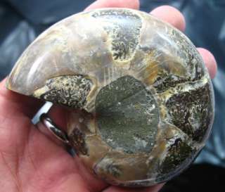 Pair*beautiful*Ammonites Fossil Mineral Stone Rock  