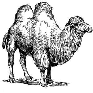  ) Round Badge Style Fridge Magnet Line Drawing Camel: Home & Kitchen