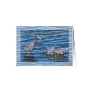  A Pair of Little Blue Herons Birthday Card Card Health 