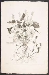 Dodart & Robert 1719 FOLIO Botanical Print. Sanicula  