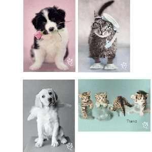   Greeting Cards KJV Boxed Thank You   Thankful Paws by Rachel Hale