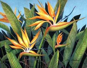 Bird Of Paradise Hawaiian Islands Tropical Flower Hawaii Botanical 