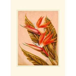  Bird Of Paradise, Modern Floral Note Card by Ted Mundorff 