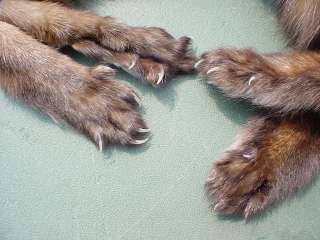 Marten w/ft pelt Sable skin hide mount wild fur taxider  