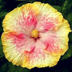  Blushing Maiden Hibiscus 30 Seeds Patio, Lawn & Garden