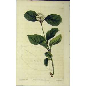  1813 Hand Coloured Flower Edwards Curtis Sansom N.1552 