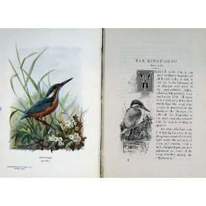  1901 Swaysland Wild Birds Kingfisher Thorburn Colour: Home 