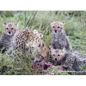  Cheetah Cubs Eating a Dead Animal, Ndutu, Ngorongoro 