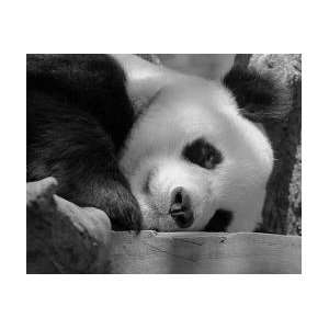  Black and White Panda Photo 