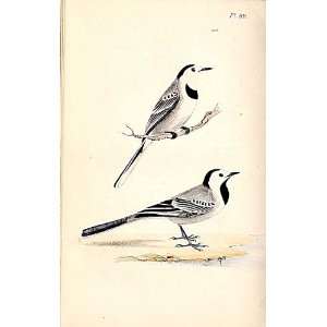  White Wagtail Meyer H/C Birds 1842 50
