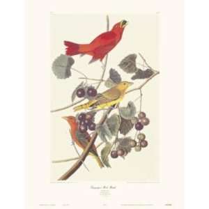  Summer Red Bird (Canv)    Print: Home & Kitchen