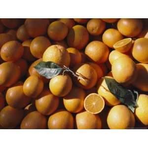  An Abundance of Oranges National Geographic Collection 