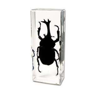   Real Bug Paperweight Regular Large Rhinocerous Beetle: Office Products
