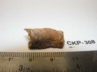 All fossil images are propertyof CKPreparations. Owner of the fossil 