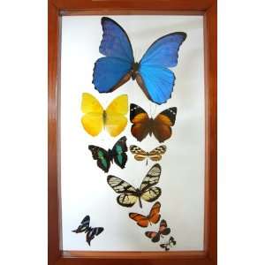  Morpho Rey Mounted Butterfly Art Wall Decor: Everything 