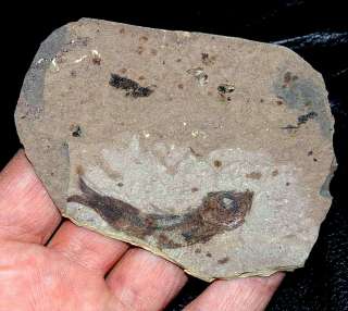 Clupea sardinites   BEAUTIFUL   very well preserved fossil fish  