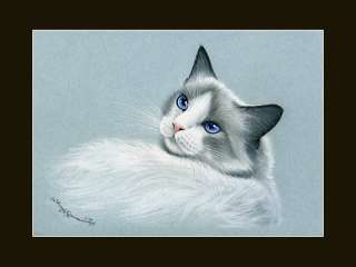 Ragdoll Cat Glance Print by I Garmashova  
