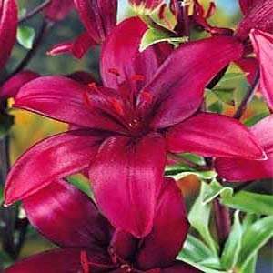  Monte Negro Asiatic Lily 3 Bulbs   Rich Red/Glossy Leaf 