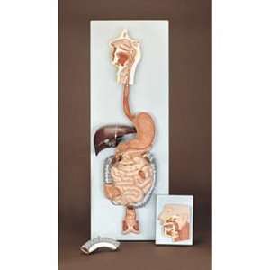 Altay(r) Human Digestive System Model  Industrial 