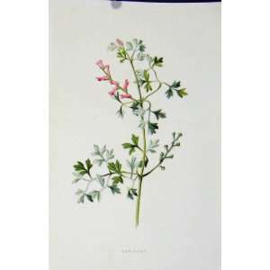  Antique Print Botanical Color C1883 Fumitory Plant Art 