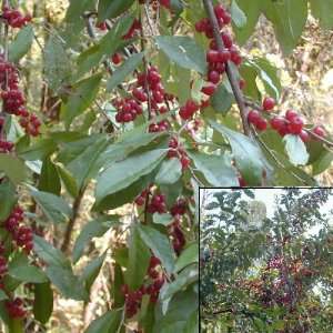  Autumn Olive Eleagnus umbellata Japanese silverberry 50 