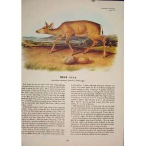  Mule Deer Buck Animal Color Quadruped Audubon Print