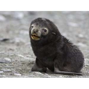  Antarctic Fur Seal (Arctocephalus Gazella) Pup Less Than 1 