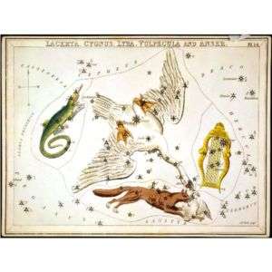 Constellation Stars Vulpecula Cygnus Lyra Lacerta Sign  