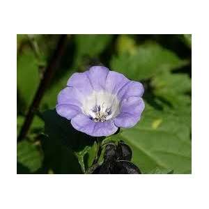  apple of peru  shoofly 3 seeds rare 2`` purple flowers 