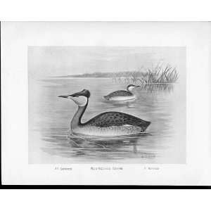   Drawings Antique Print Red Necked Grebe 