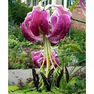  Black Beauty Tiger Lily 2 Bulbs Patio, Lawn & Garden