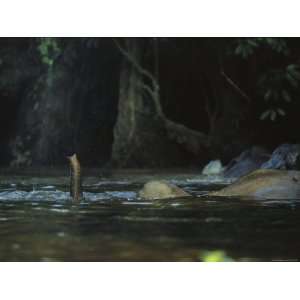  An Asian Elephant Uses its Trunk as a Snorkel During a 