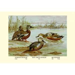  Three Types of Shoveller Ducks 24X36 Giclee Paper