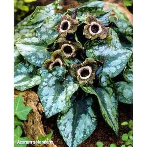  Chinese Hardy Ginger   Asarum splendens   SHADE  Potted 