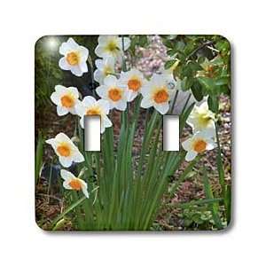  Patricia Sanders Flowers   White Daffodil Garden  Spring 