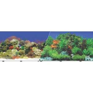  Blue Ribbon Background 19 Inch 50Ft Coral Reef & Fresh 