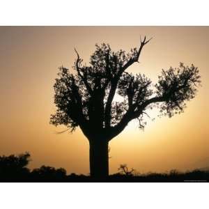 Tree Silhouette, Al Sharqiya Province, Sultanate of Oman, Middle East 