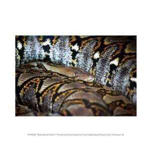 Reticulated Python 10.00 x 8.00 Poster Print