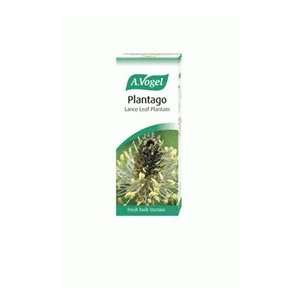 Plantago Lance Leaf Plantain Fresh Herbal Tincture 50ml 