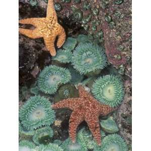 Tidepool of Sea Stars, Green Anemones on the Oregon Coast, USA Premium 
