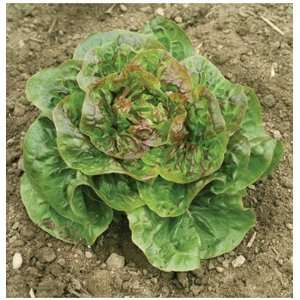   Lettuce Australe 200 Pelleted Seeds per Packet Patio, Lawn & Garden