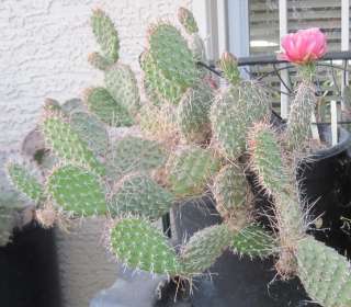 Opuntia polyacantha Unique Pink Flowers Colorado Cold Hardy Cactus 1 