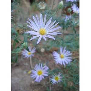   BLUE (Azure) ASTER Aster Azureus Flower Seeds Patio, Lawn & Garden