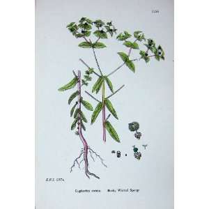    Bushy Warted Spurge Euphorbia Sowerby Plants C1902