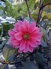 DAHLIA FASCINATION NO. 1 5 FLOWER BULB TUBER PACK